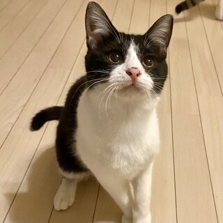 【2/21月島】甘えん坊で優しいタムタム