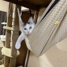 の写真