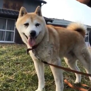 14歳　柴犬