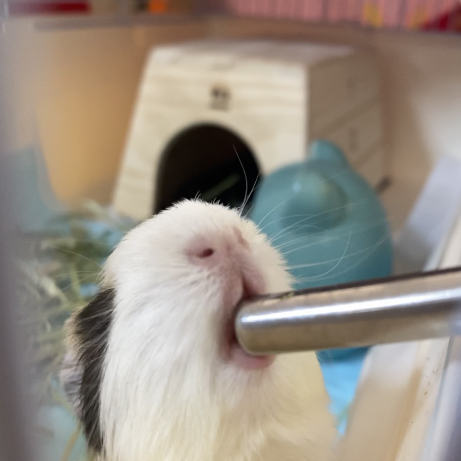 シュガのカバー写真