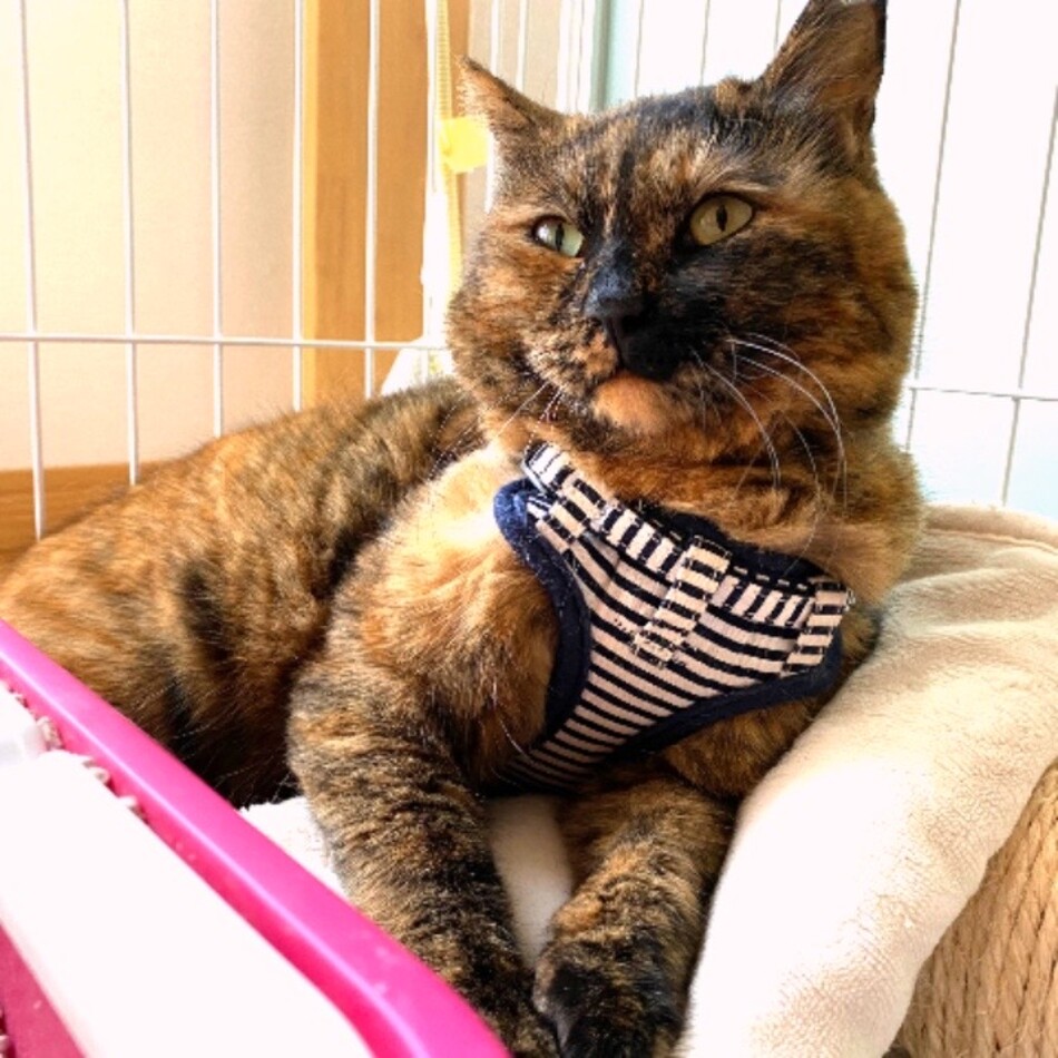くるみのカバー写真