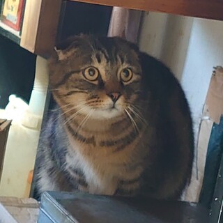 追記:里親決定！　※代理投稿※ 緊急‼︎ 