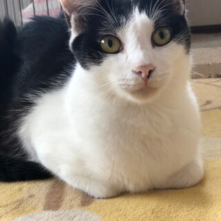ハチワレのイケメン♡はっちくん