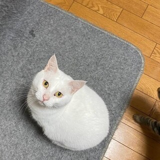 のんびりさん♡きんちゃん