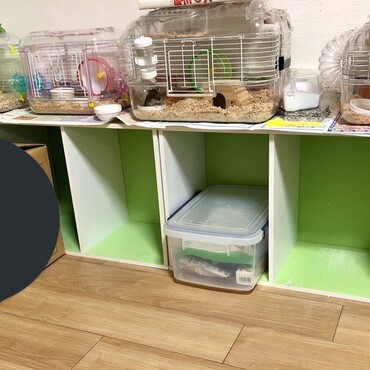ハム飼育環境の見本です。ハム三兄弟が揃っていた時。