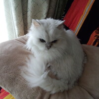 ねこっちゃ