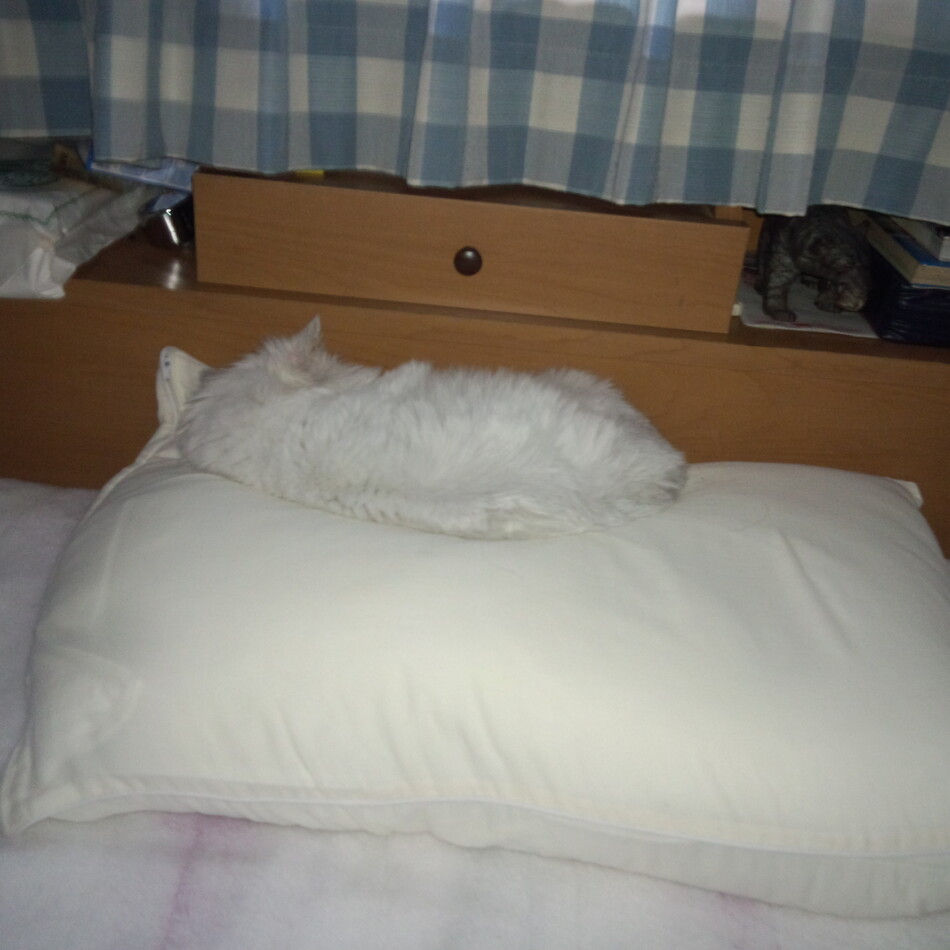 ねこっちゃのカバー写真