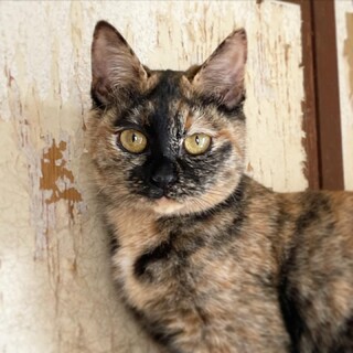 元気いっぱい♡おてんば女子『ふにょちゃん』