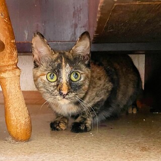 家族には甘えた♡鼻筋がかわいい『ふにゃちゃん』