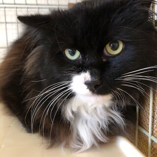 穏やかで優しい長毛　ポラリス君
