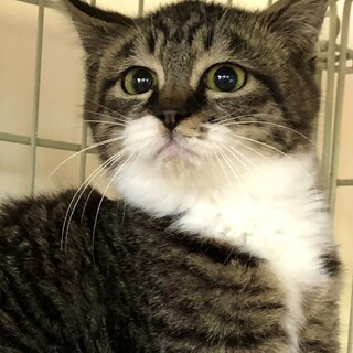 ちょっとだけ恐がりさんの優しい子　ピクルスちゃん