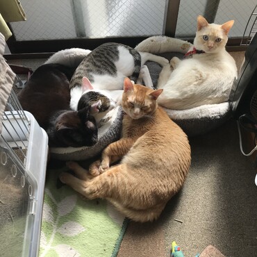 みんなで日向ぼっこ