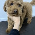 トイプードル一歳半年♂