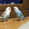 ぷくぴぴ