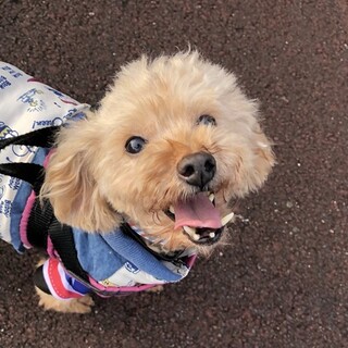 控えめだけど甘えん坊プードル