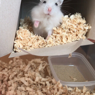 パールホワイトジャンガリアン ハムスター   オス