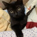 甘えん坊の黒ネコ君3ヶ月