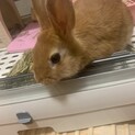 ネザーランドドワーフラビット　オレンジ
