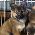 【里親様募集】ネリー♀の幸せを探しています⭐︎