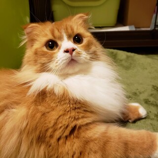 4/18譲渡会参加天真爛漫な長毛スコの女の子