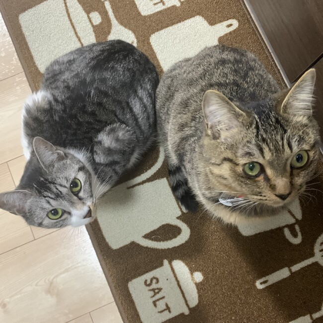 umashika_catsのカバー写真
