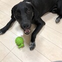 里親になってください。お願いします。