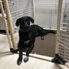 里親になってください。お願いします。 サムネイル2