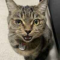 剛