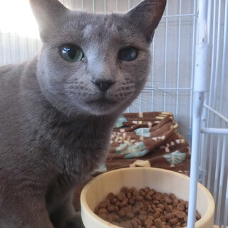 家族の一員として大事に飼ってくださる方