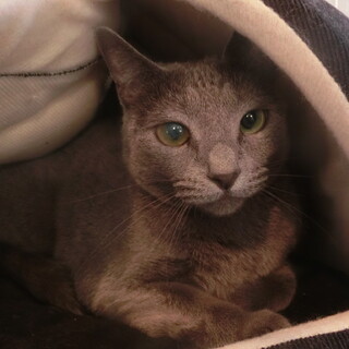 家族の一員として大事に飼ってくださる方