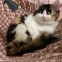 ゴージャス★長毛ミケのお姫ちゃん