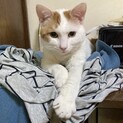 【丸餅】体調不良のため一時募集停止