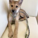 10キロだけどまだまだ子犬ようくん♂