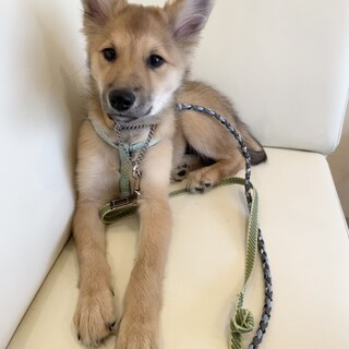 10キロだけどまだまだ子犬ようくん♂