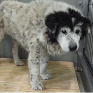 里親様に迎えられました。老犬♂267