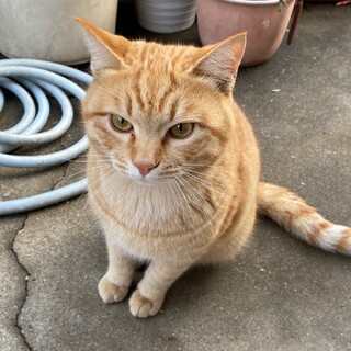 10ヶ月　茶トラ　男の子　交渉中