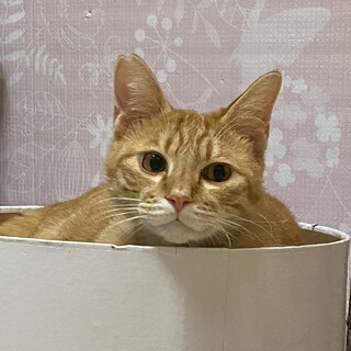 シャイな茶トラ【2/21 譲渡会】