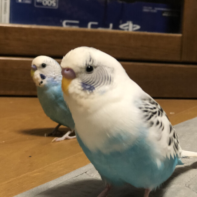 ぷくぴぴのカバー写真