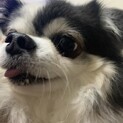 チワワ　男の子　9さい　去勢済み