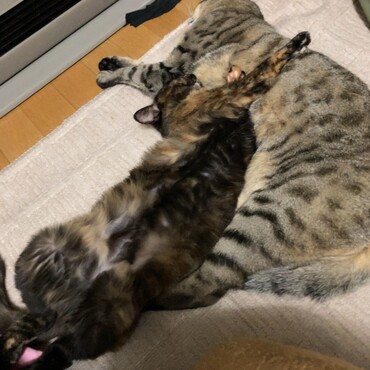 面倒見のいいココと保護猫のなな