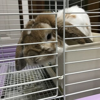 ポーランドロップ