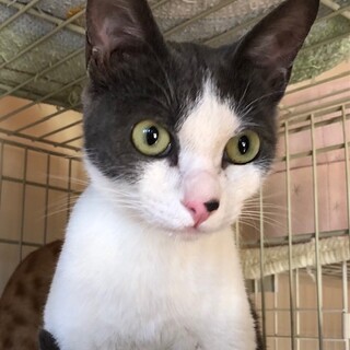 人馴ればつぐん！　甘えんぼのソルティ君