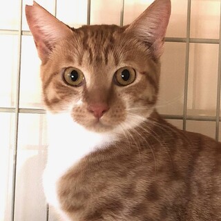 ちょっとビビリな甘えんぼ　シルキー君