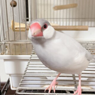シルバー文鳥女の子５歳