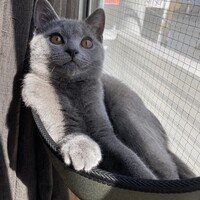 ラム