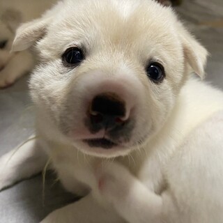大型予想2021年1月21日生まれイエローちゃん