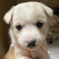 大型予想2021年1月21日生まれレッドちゃん