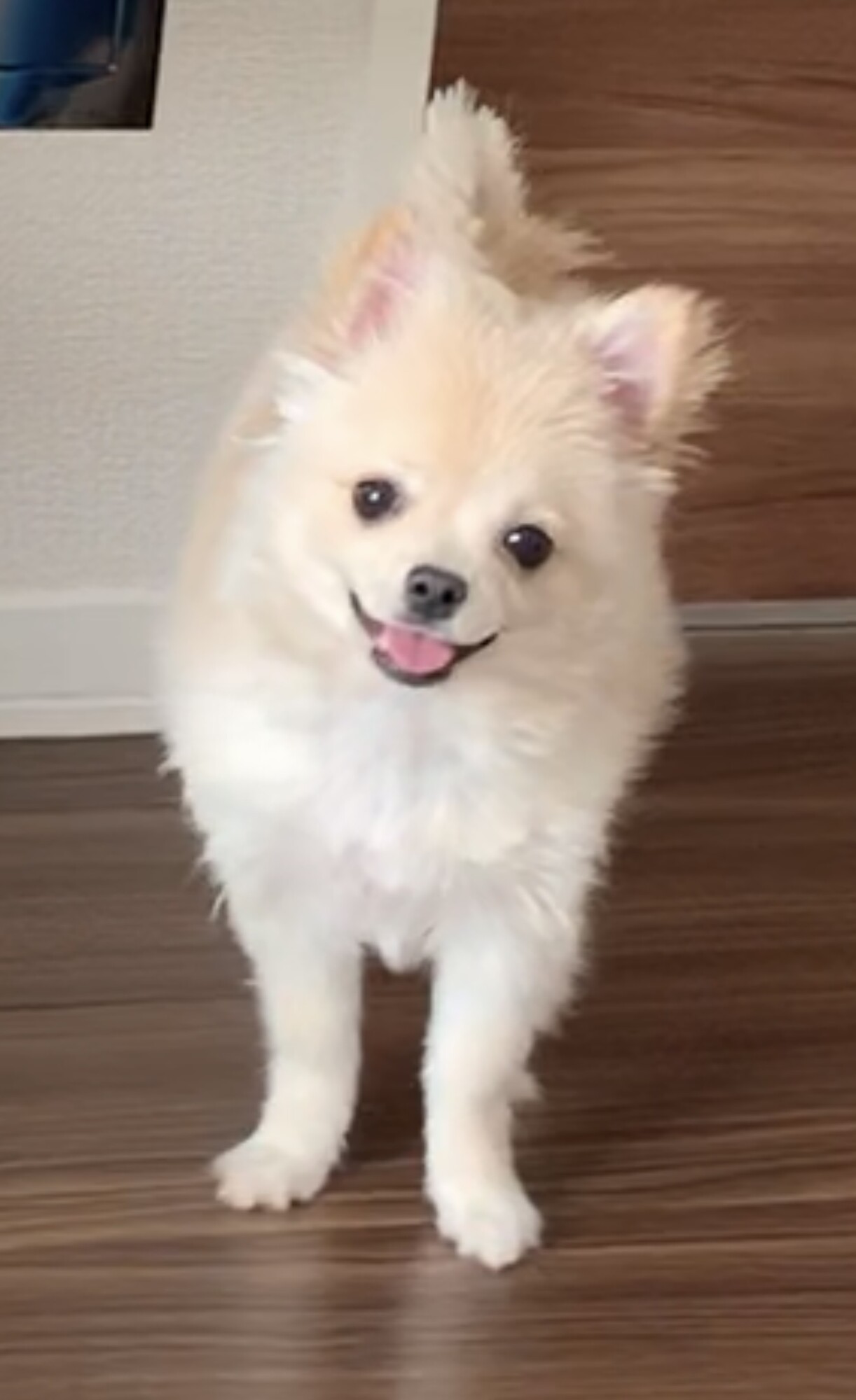 ポメチーの元気で人懐っこ 埼玉県 犬の里親募集 ペットのおうち 月間利用者150万人