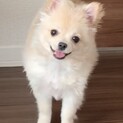 ポメチーの元気で人懐っこい男の子