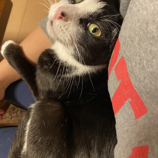 トライアル中★キレイな白黒ハチワレ